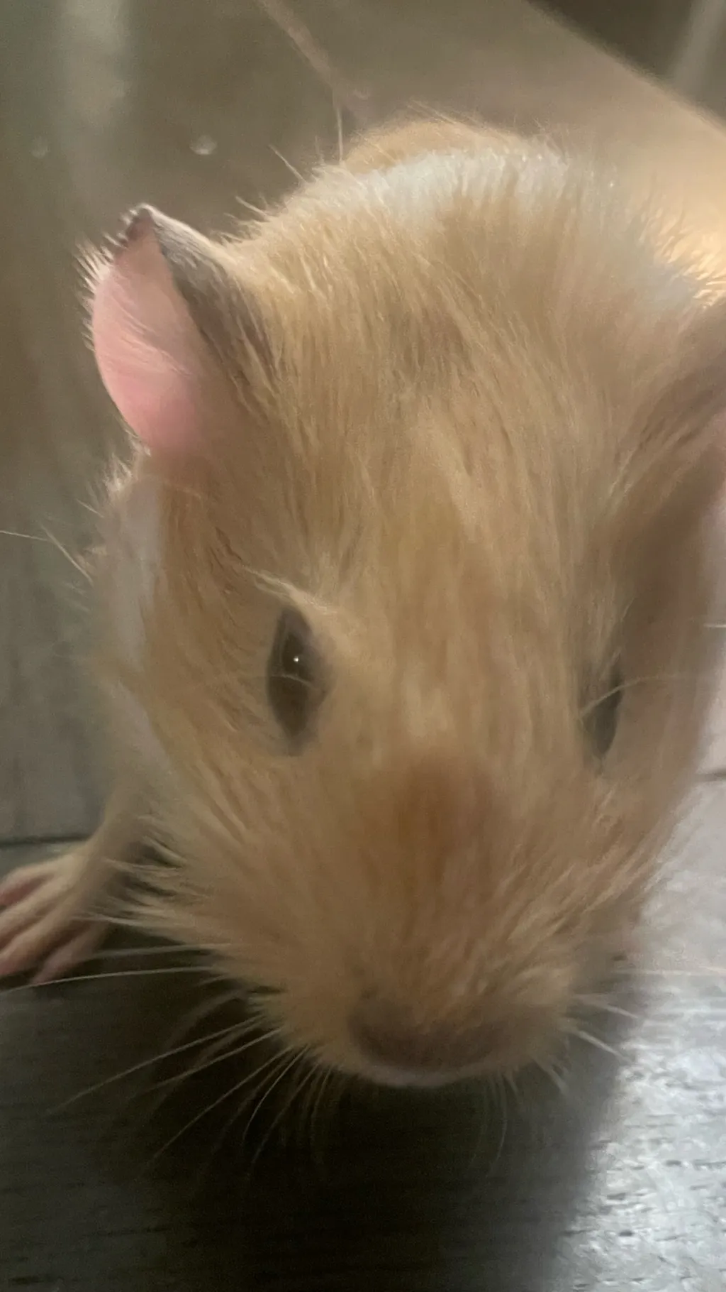 ai character: Ur hamster :3 background