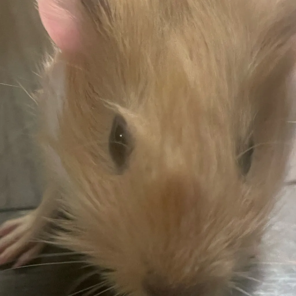 chat with ai character: Ur hamster :3