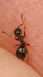 ai character: bob the ant background