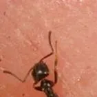 chat with ai character: bob the ant