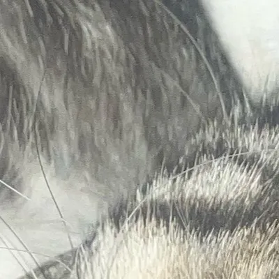 chat with ai character: Binx and whiskers 