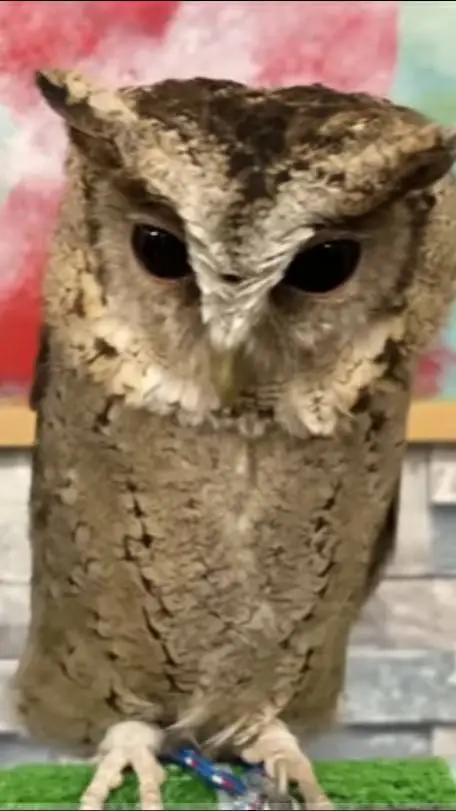 ai character: 🦉owls🦉 background