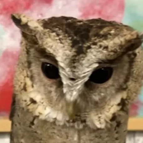 chat with ai character: 🦉owls🦉