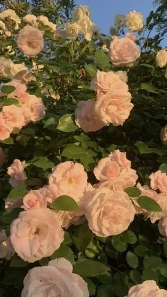 ai character: Mha and PTV background