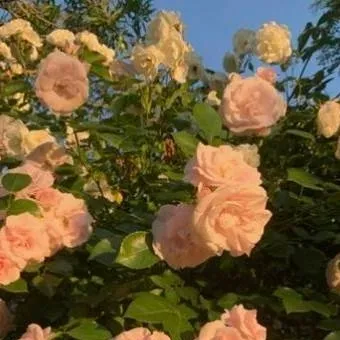 chat with ai character: Mha and PTV