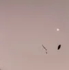 chat with ai character: War