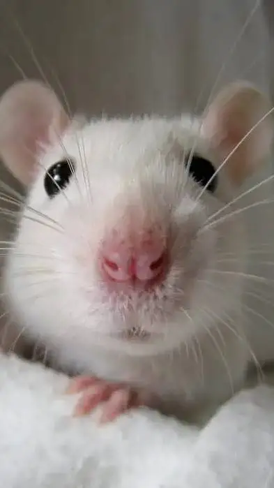 ai character: Rat background