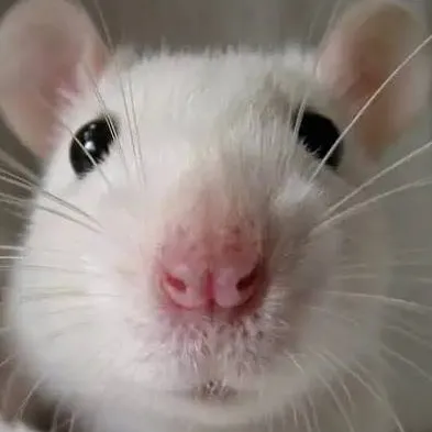 chat with ai character: Rat