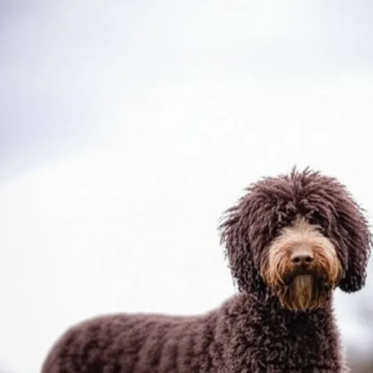 chat with ai character: Scruffer