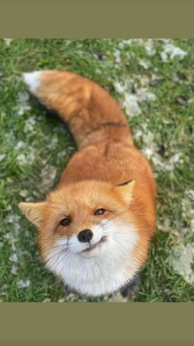 ai character: Foxy background