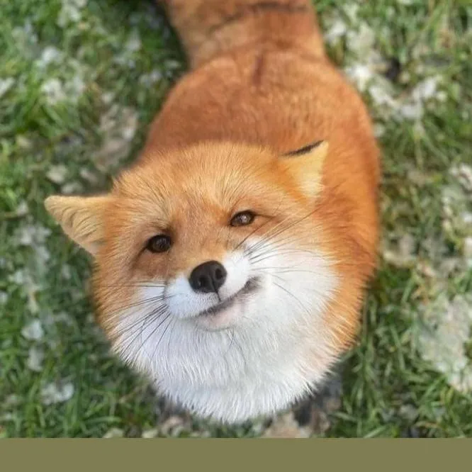 chat with ai character: Foxy
