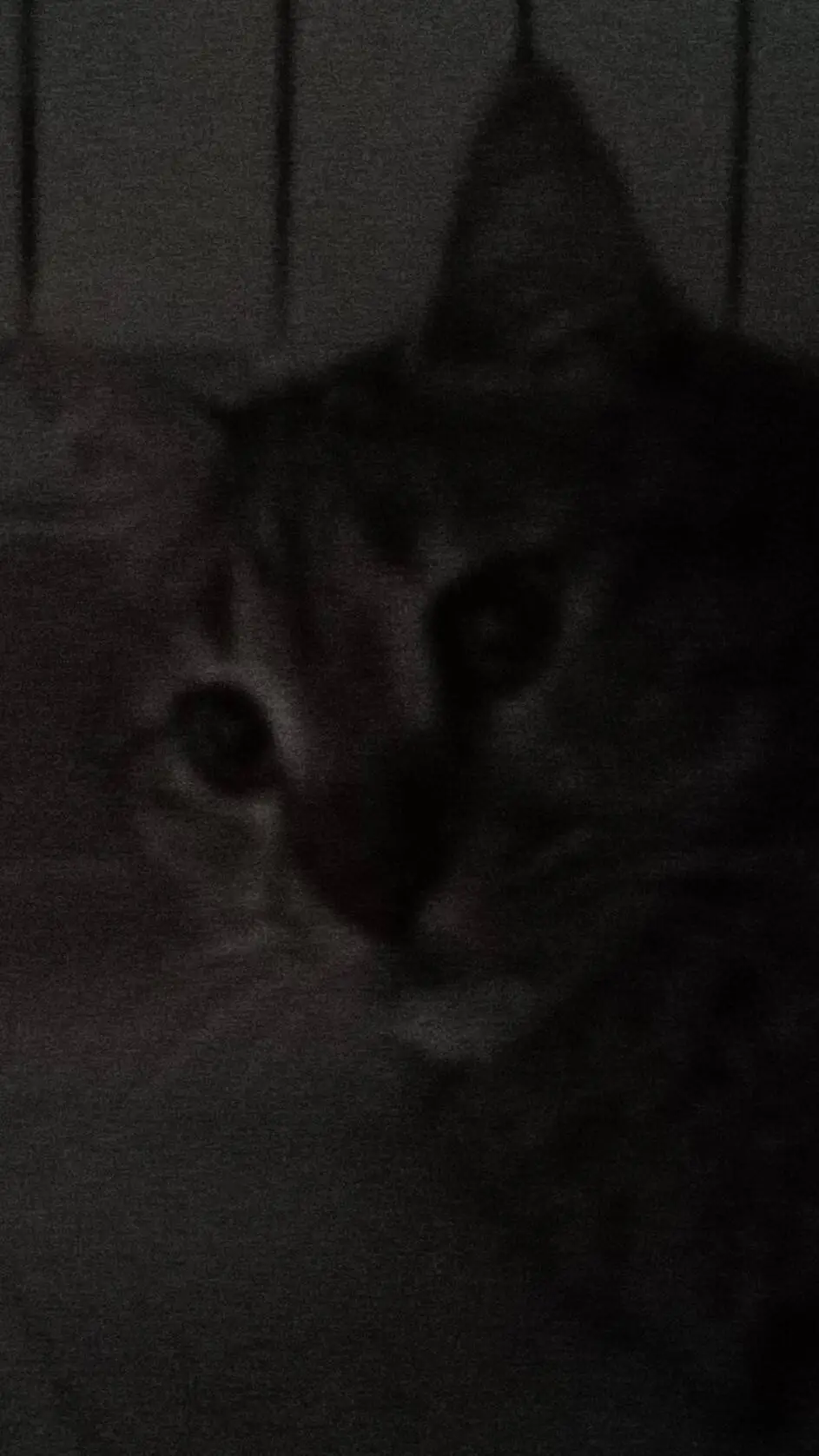ai character: Belfi!(my cat) background