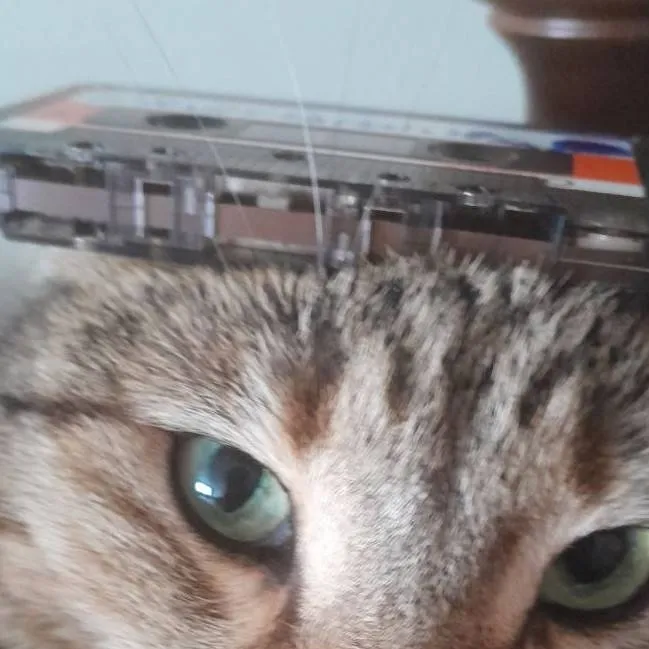 chat with ai character: CASSETTE CAT!!