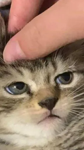 ai character: yes background