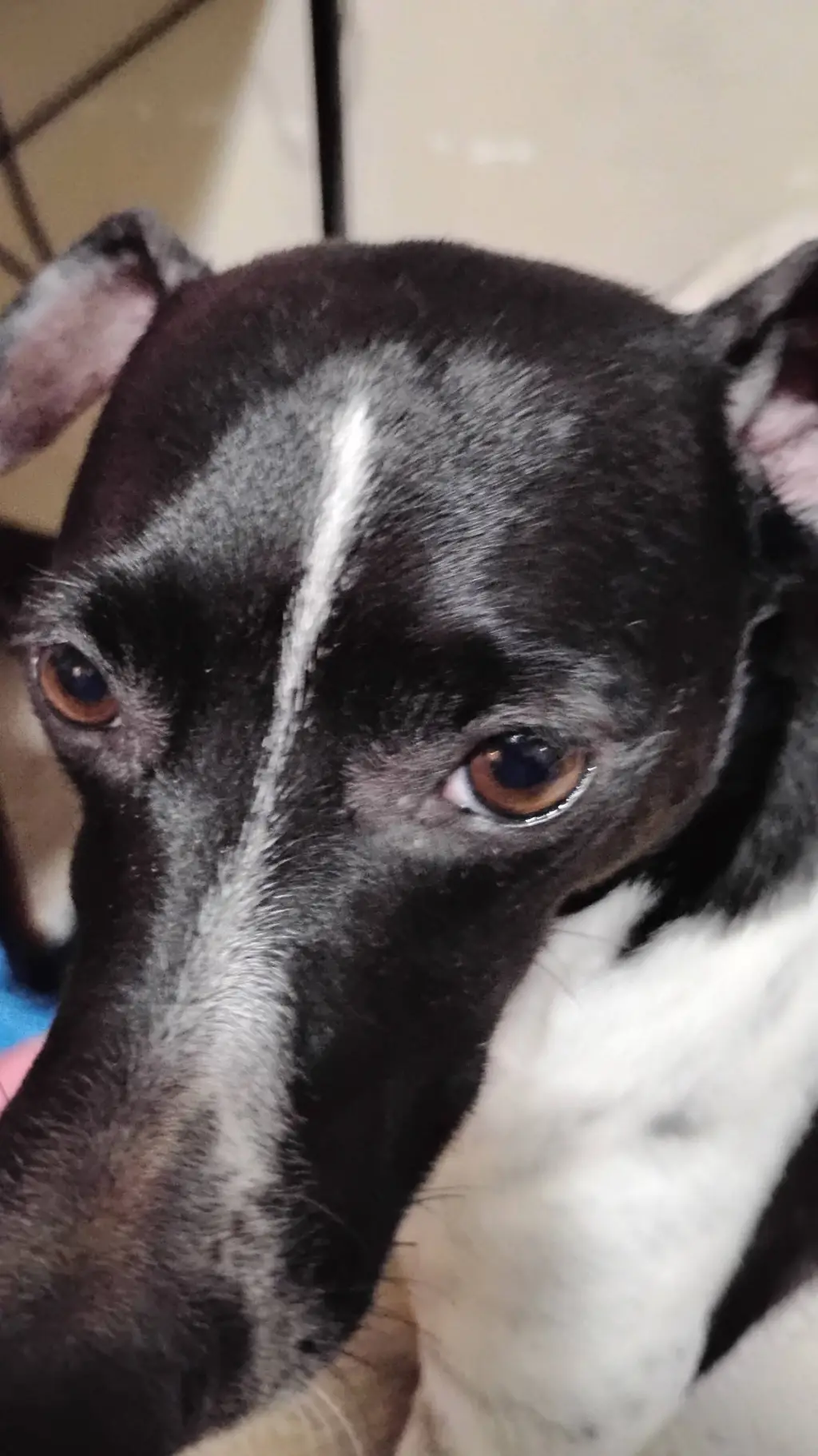 ai character: dixie part 2 !!! background