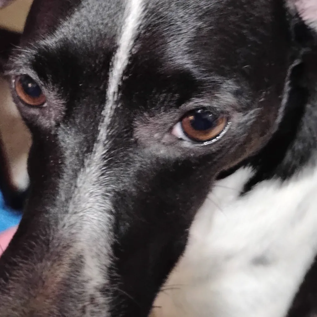 chat with ai character: dixie part 2 !!!