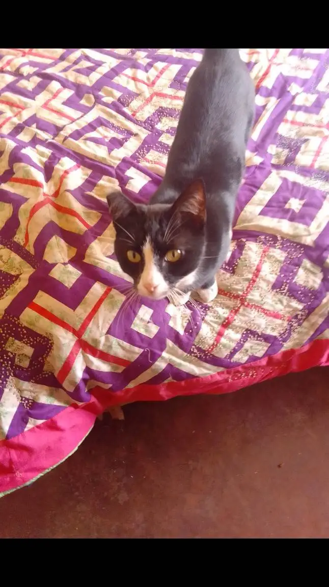 ai character: Dr Tiny background