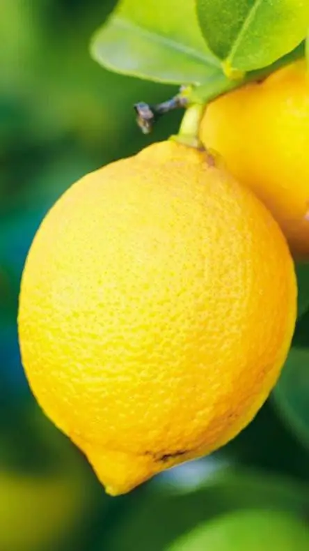 Talkie AI - Chat with 🍋✨️ Lemonstar ✨️🍋