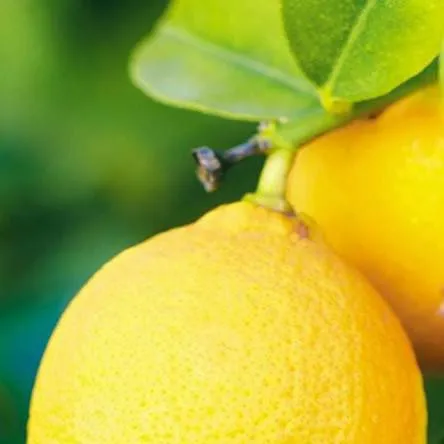 chat with ai character: 🍋✨️ Lemonstar ✨️🍋