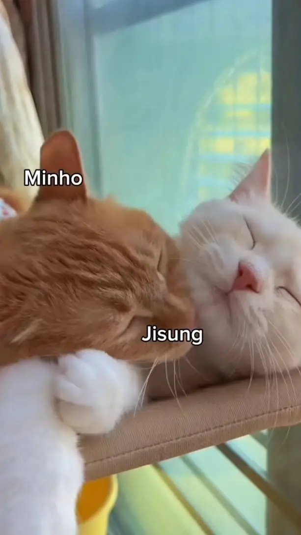 ai character: Skz : Minsung. background