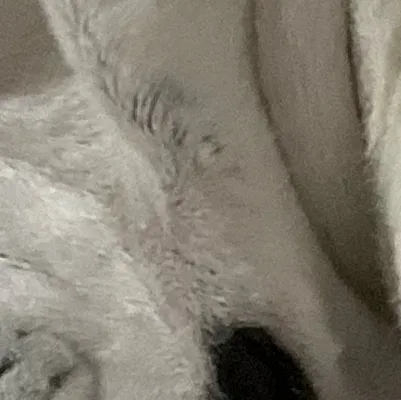 chat with ai character: Animal Monarch
