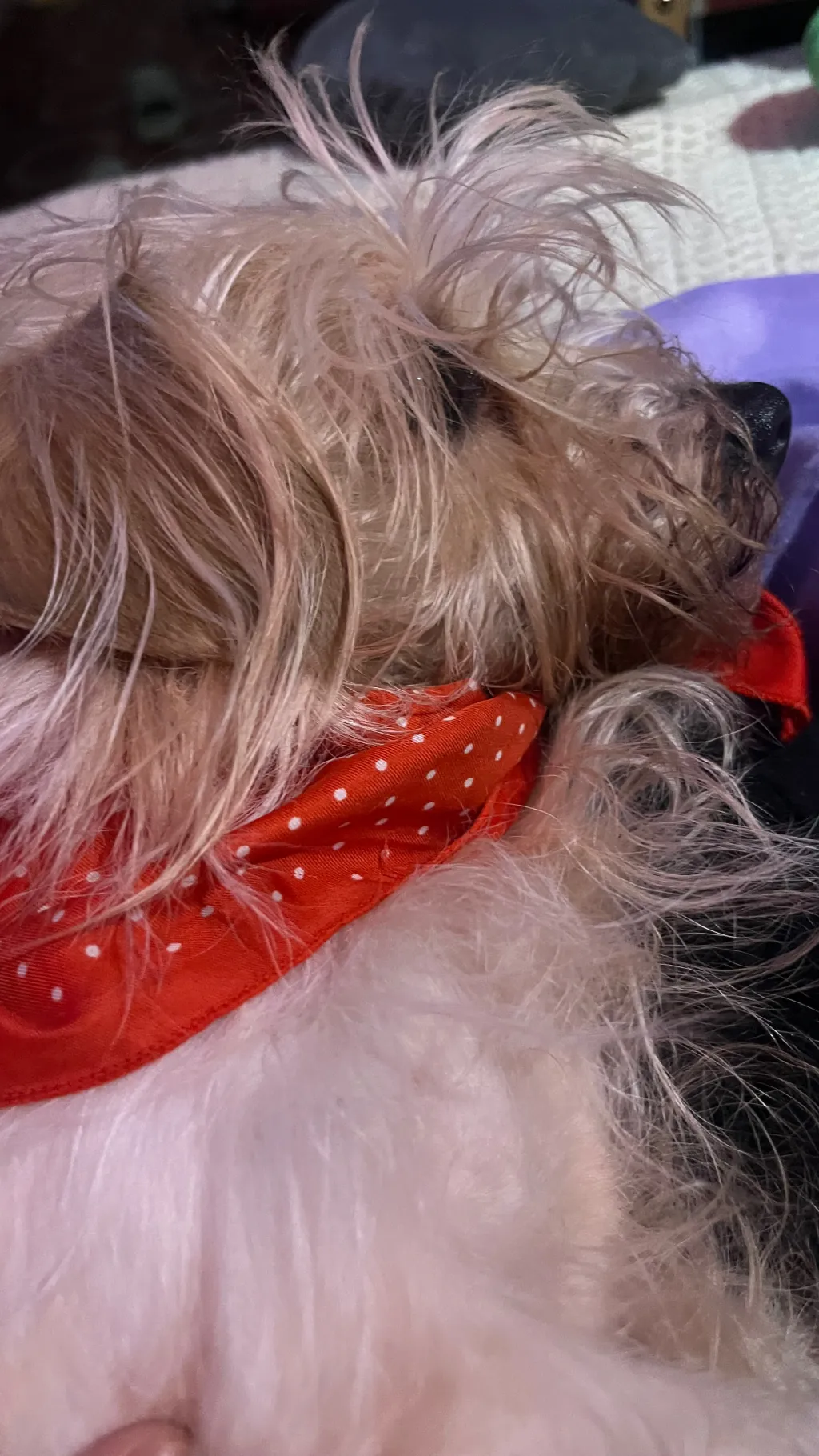 ai character: abby background