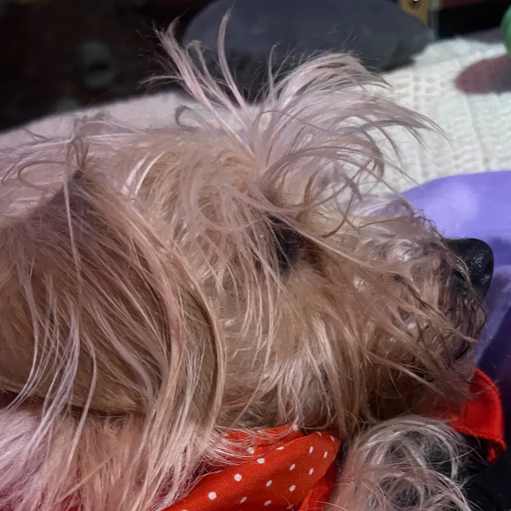 chat with ai character: abby