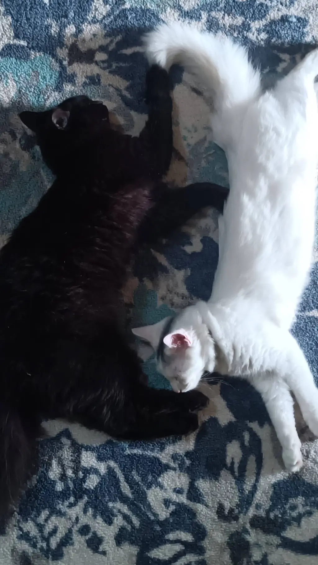 Talkie AI - Chat with ying yang