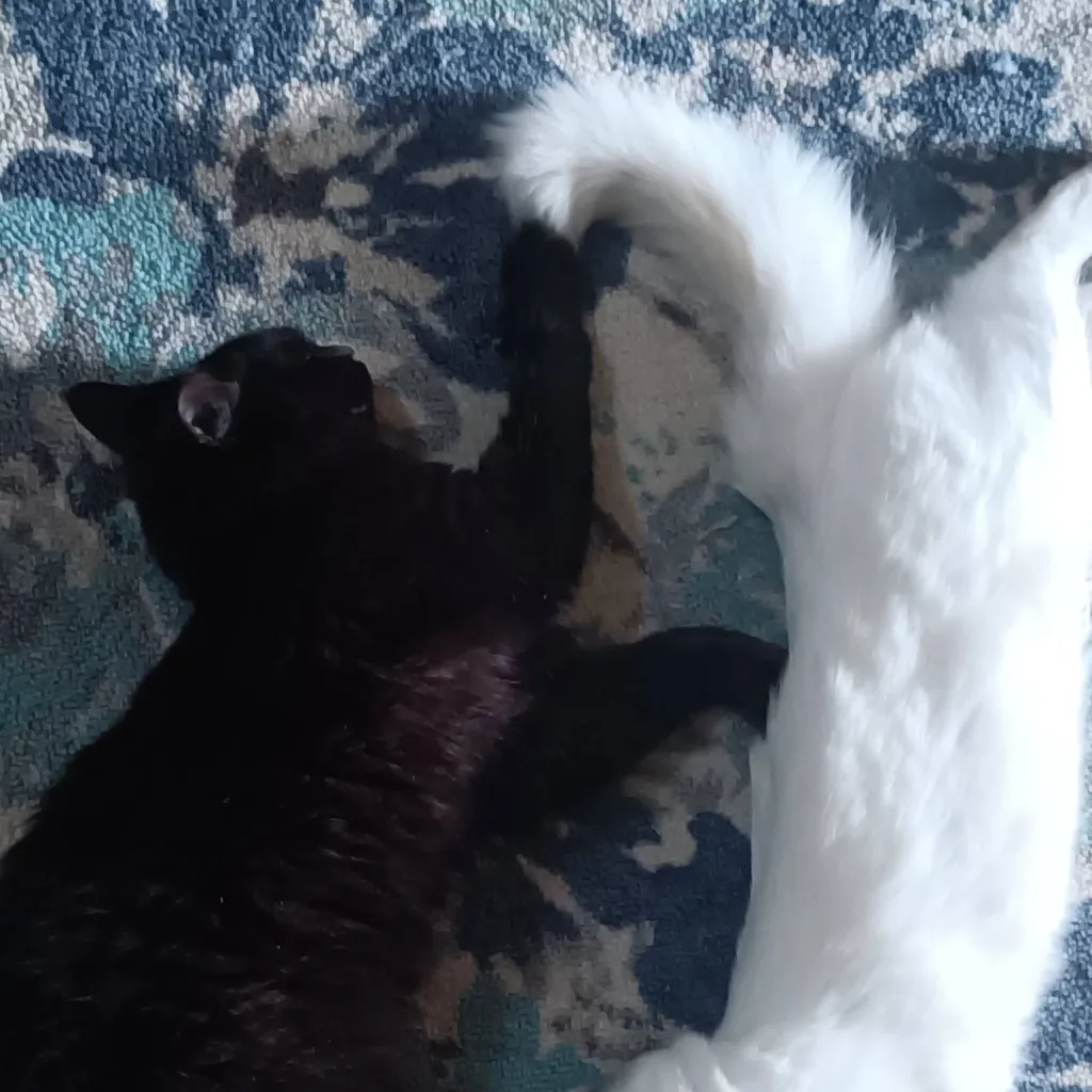 chat with ai character: ying yang