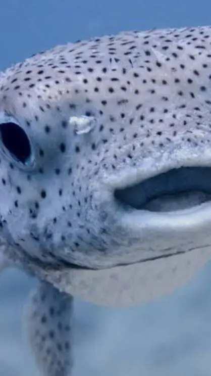 ai character: drama background