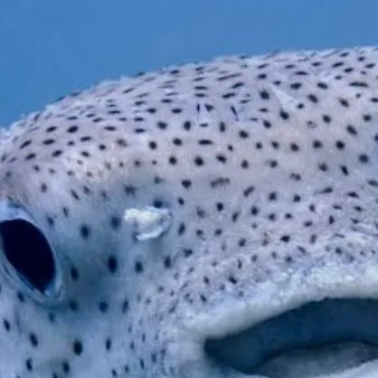 chat with ai character: drama