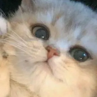 chat with ai character: •°NASTY CAT•°