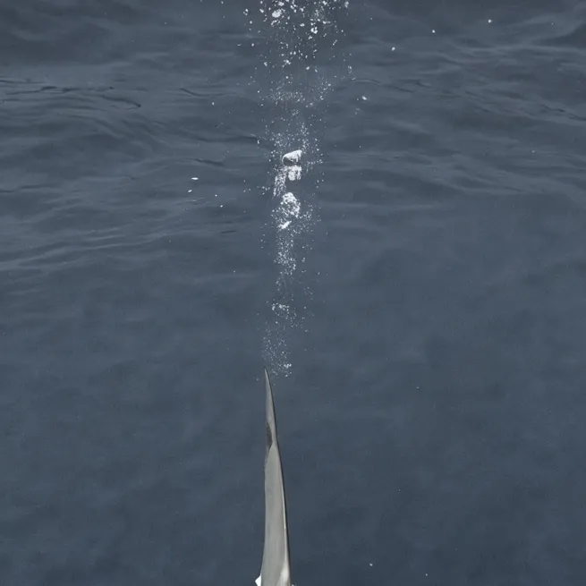 chat with ai character: shark love