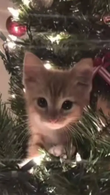 ai character: Sleep over? background