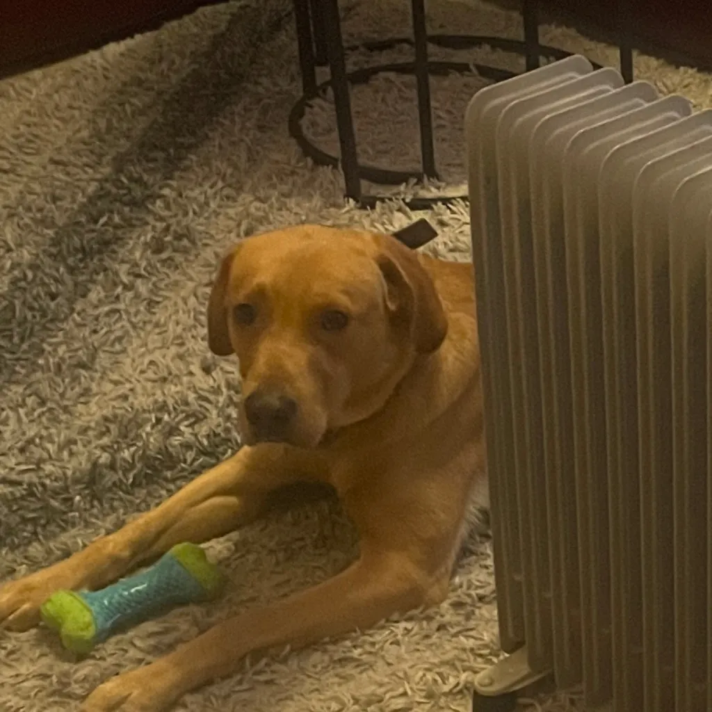 chat with ai character: Slytherin gang