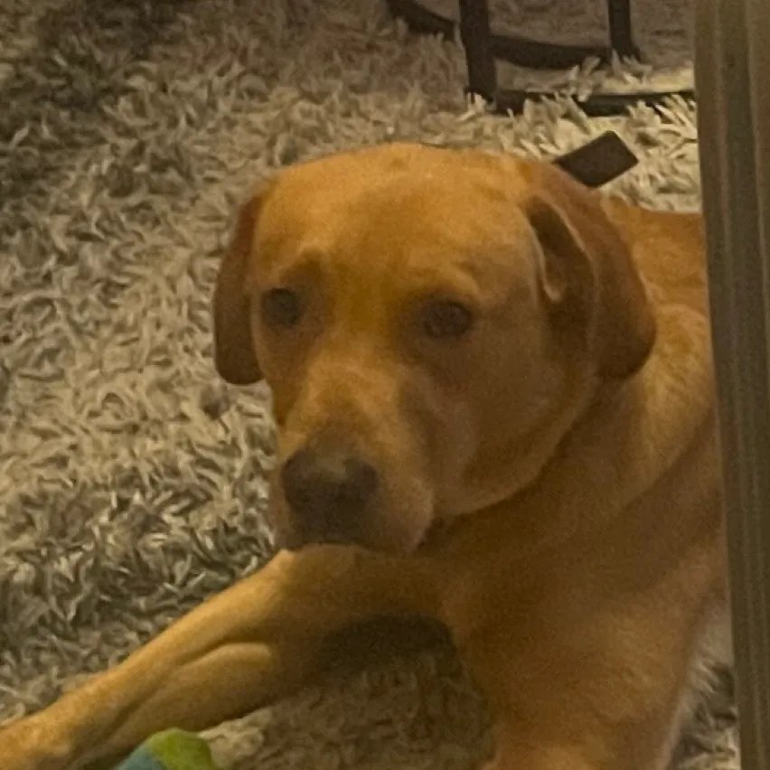 chat with ai character: Slytherin gang