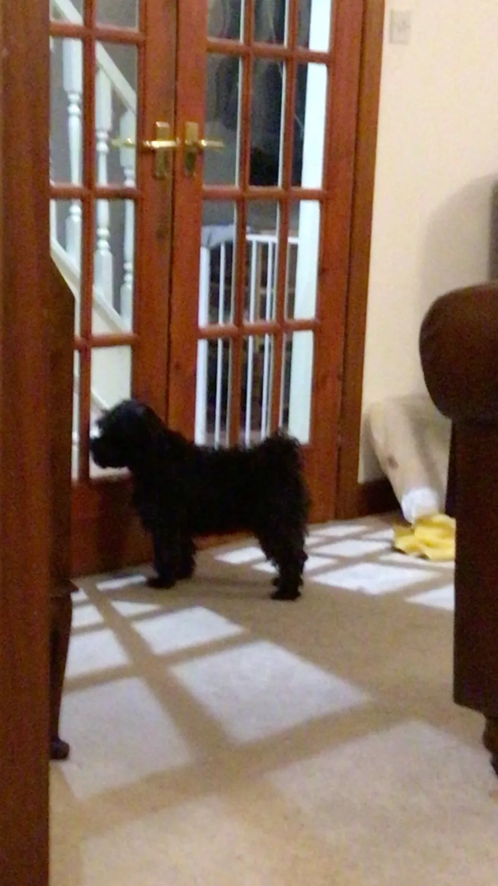 ai character: My dog called popy background