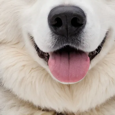 chat with ai character: Princess Daisy