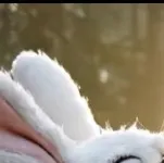 chat with ai character: Andrea Rabbit