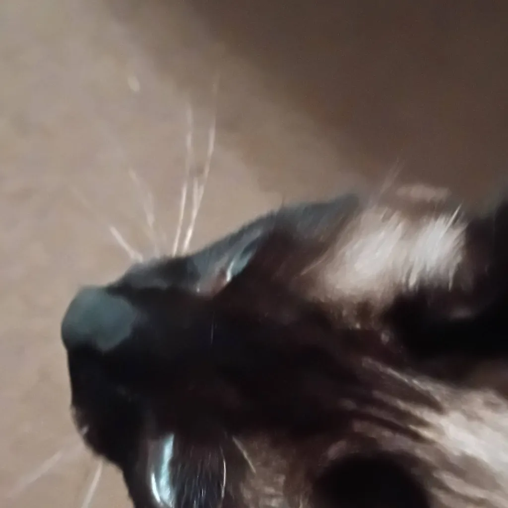 chat with ai character: my cat dagmar