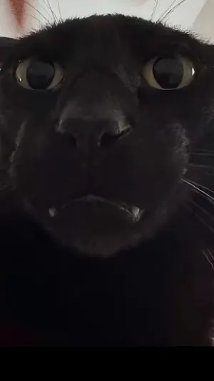 ai character: Mha cat😈 background