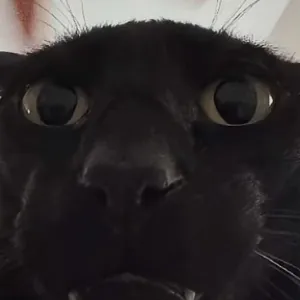 chat with ai character: Mha cat😈