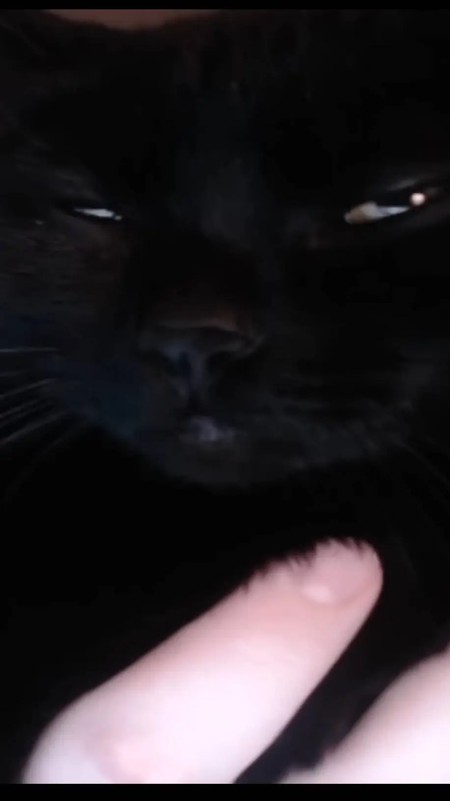 ai character: Kitty roasts you background