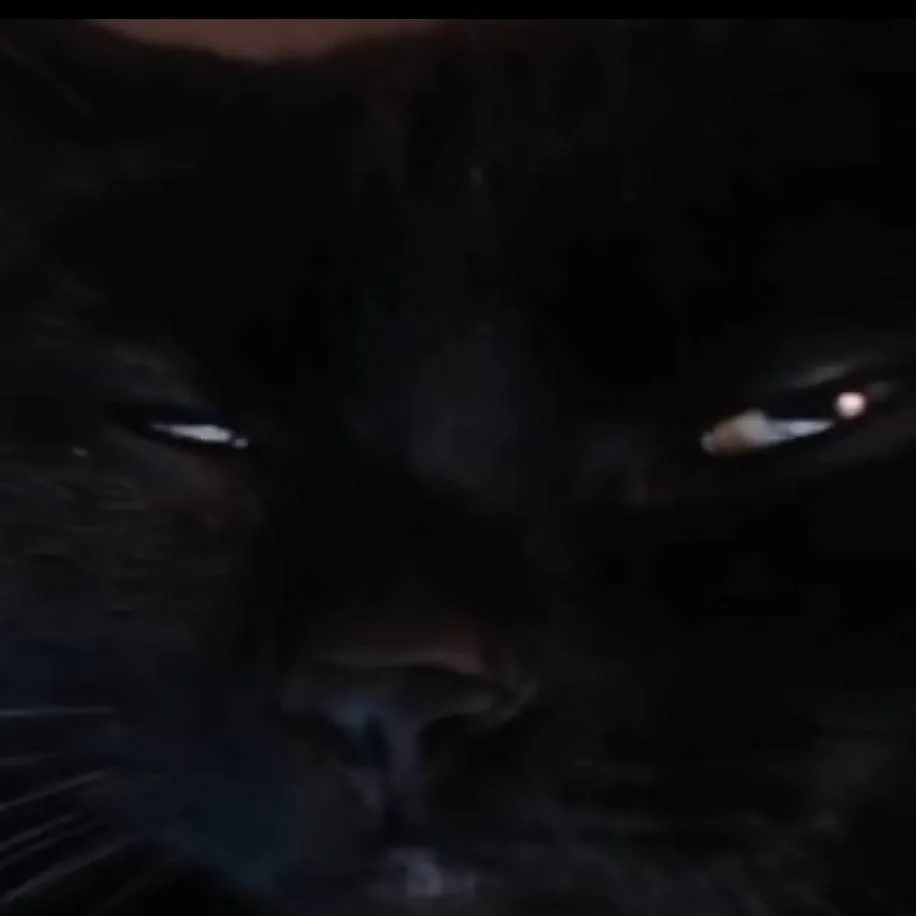 chat with ai character: Kitty roasts you