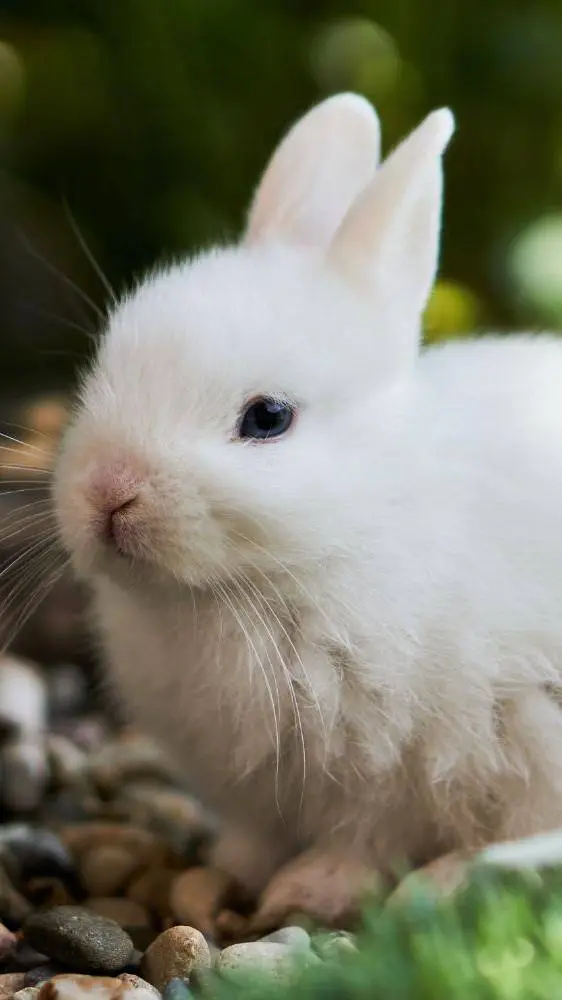 ai character: forsaken as bunny background