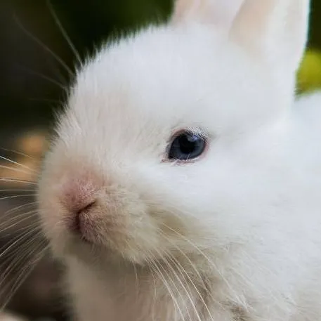 chat with ai character: forsaken as bunny