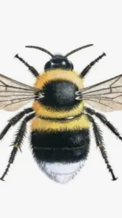 ai character: Dandy :3 background