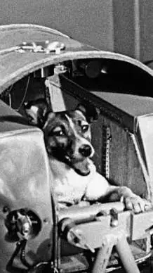 ai character: Laika background