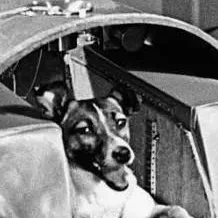 chat with ai character: Laika