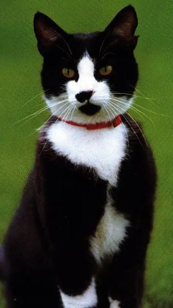 ai character: Socks Clinton  background